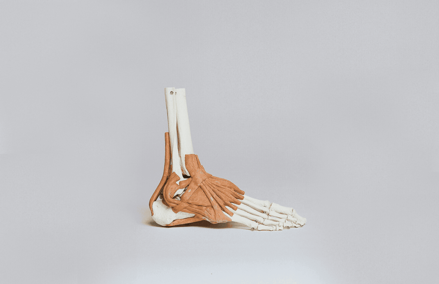 Anatomical model of a foot showing bones, tendons and ligaments